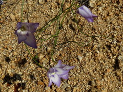 Wahlenbergia prostrata