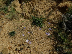 Wahlenbergia prostrata