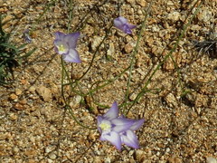 Wahlenbergia prostrata