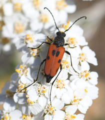 Anastrangalia laetifica