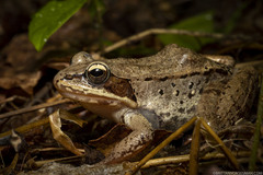 Lithobates sylvaticus image