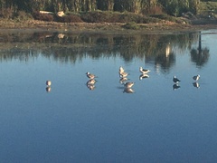 Larus dominicanus dominicanus