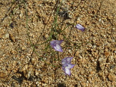 Wahlenbergia prostrata