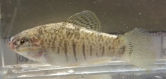 Floridichthys carpio