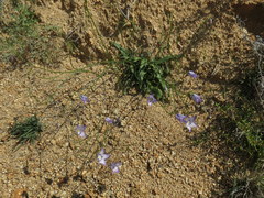 Wahlenbergia prostrata