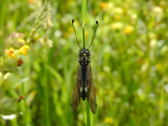 Libelloides hispanicus