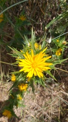 Scolymus hispanicus