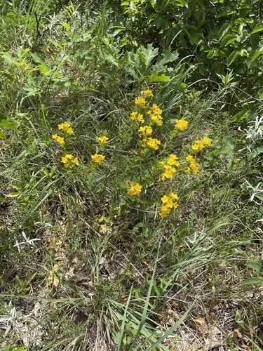 photo of Stoneseeds, Puccoons, And Gromwells (Lithospermum)