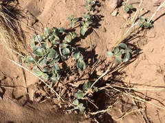 Penstemon albomarginatus