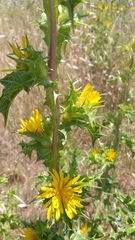 Scolymus hispanicus