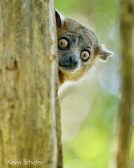 Lepilemur hubbardorum