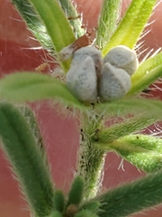 Lithospermum mirabile