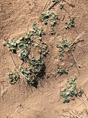 Penstemon albomarginatus