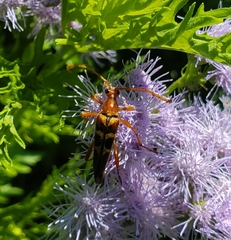 Strangalia sexnotata