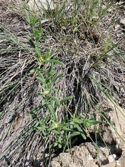 Lithospermum mirabile