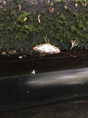 Cydalima perspectalis