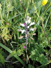 Bellevalia romana