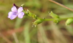 Buchnera floridana image