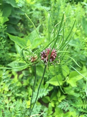 Allium