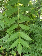 Juglans nigra