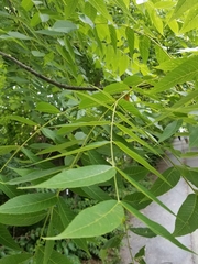 Juglans nigra