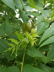 Juglans nigra