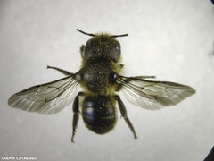Osmia niveata