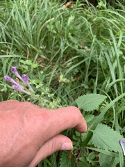 Scutellaria columnae