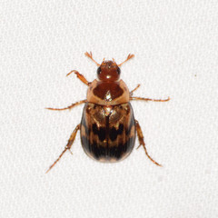 Anomala undulata