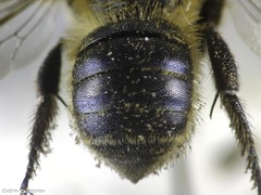 Osmia niveata