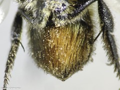 Osmia niveata