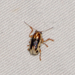 Pachybrachis bivittatus