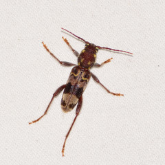 Xylotrechus colonus