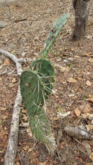 Opuntia wilcoxii