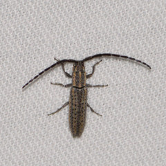 Dorcasta cinerea