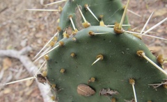 Opuntia wilcoxii