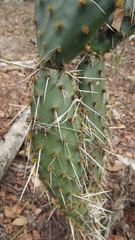 Opuntia wilcoxii