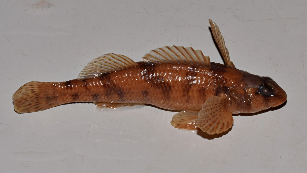Maryland Darter