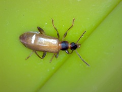 Statira