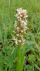 Dactylorhiza incarnata