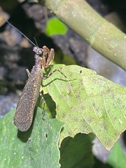 Pseudomiopteryx