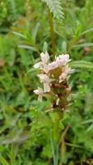 Dactylorhiza incarnata