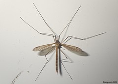 Tricyphona