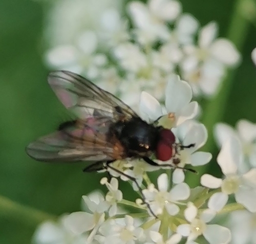 Thricops semicinereus