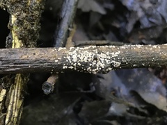 Lasiobelonium variegatum