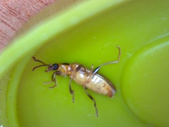 Statira