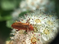 Cantharis livida