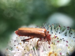 Cantharis livida
