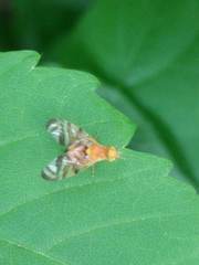 Myoleja lucida