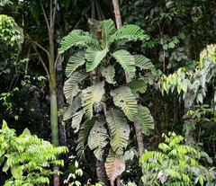 Condamineeae